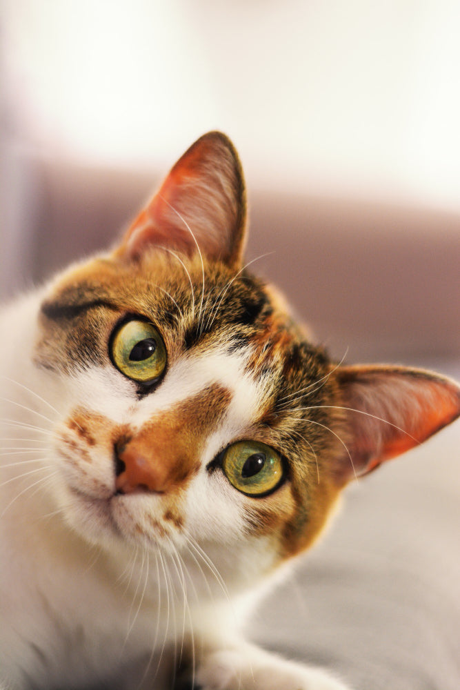 How to Keep Your Cat Happy, Stimulated & Healthy at Home